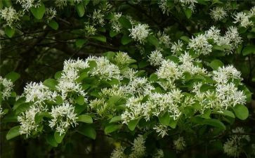小花雀音乐教案5篇