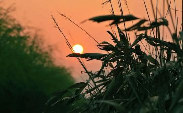 秋天的怀念读后感5篇
