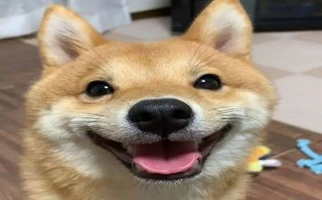 我开心的一天作文6篇