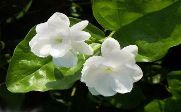 茉莉花作文优质8篇