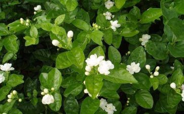 幼儿园茉莉花教案7篇