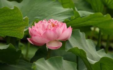 爱莲说,教案8篇