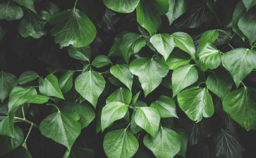 绿化维护工作总结范文7篇