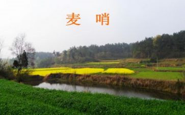 麦哨的教案5篇