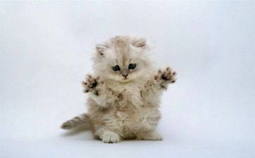《猫和老鼠》教案参考7篇