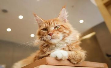 小猫作文推荐5篇
