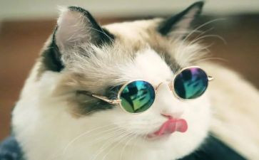 小老鼠画猫大班教案8篇