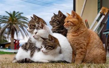 猫和狼的故事作文通用6篇