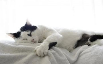 猫作文400字优秀作文推荐8篇