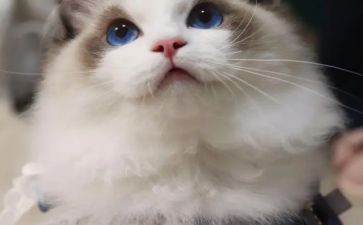 漂来的猫读后感100字5篇