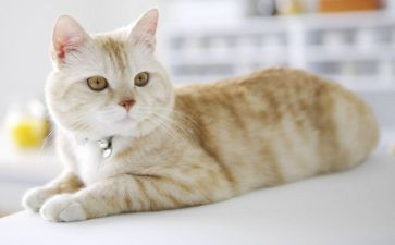 小学语文四年级下册猫教案精选5篇
