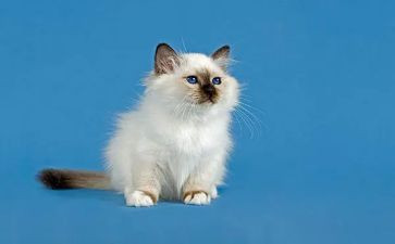 我家的猫一年级作文7篇