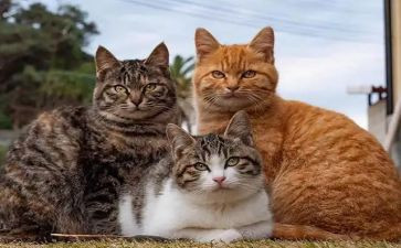 我是一只猫500字的优秀作文8篇