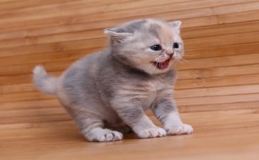 猫作文600字推荐7篇