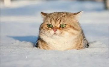 猫的眼睛的读后感6篇