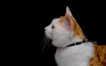 猫作文600字模板6篇