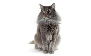 猫作文400字优秀作文7篇