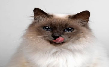 猫的眼睛的读后感参考6篇