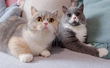 关于猫的读后感推荐6篇