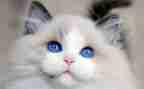 猫作文400字5篇