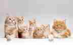 简笔画猫的教案8篇