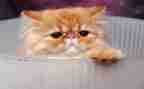 猫作文400字优秀作文模板7篇
