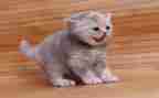 猫作文600字推荐7篇