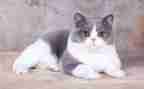 关于猫的调查报告优秀7篇
