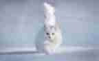 《猫的启示》作文5篇
