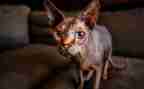 猫的问卷调查报告5篇