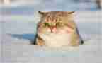 猫的演讲稿100字通用8篇