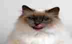 猫和狼的故事作文8篇
