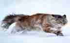 猫作文400字优质5篇