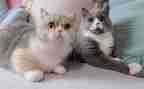 关于猫的读后感推荐6篇