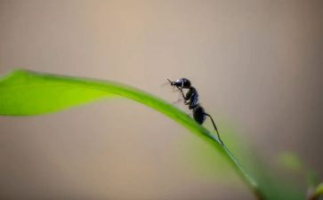 幼儿蚂蚁爬教案推荐7篇