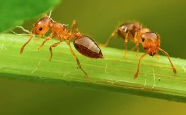 蚂蚁爬爬爬小班体育教案6篇
