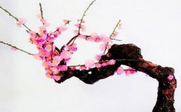 杨梅画教案精选5篇