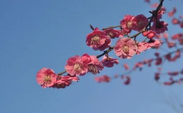 摘杨梅作文7篇