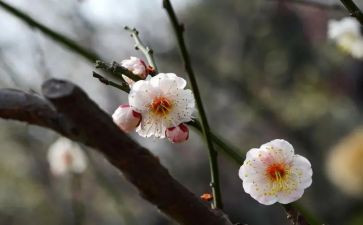 杨梅画教案7篇