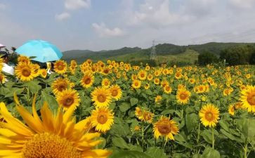 乡村最美教师事迹材料7篇