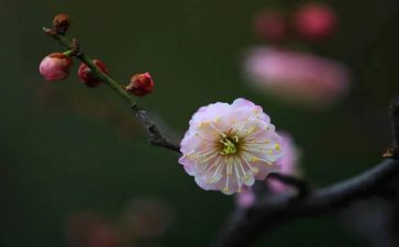 向梅花学作文500字作文5篇