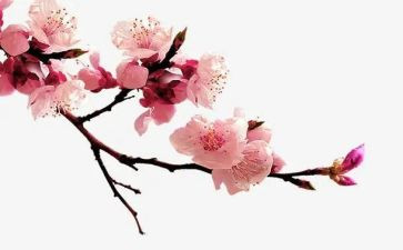 关于梅花的作文参考5篇