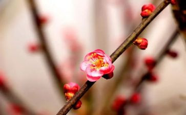 梅花魂优秀教案5篇