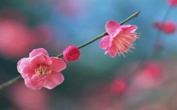 描写梅花的作文400字8篇