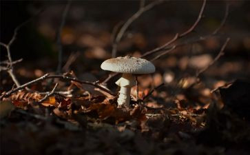 蘑菇幼儿教案8篇