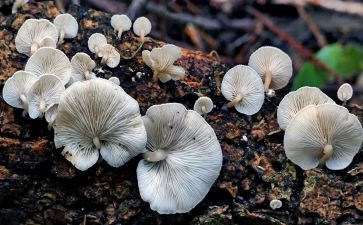 蘑菇房子的教案5篇