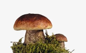 蘑菇幼儿教案5篇
