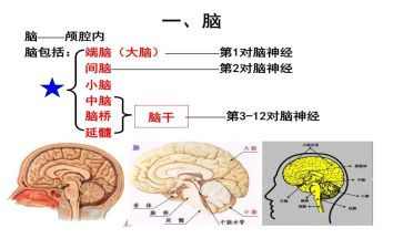 2024年脑外科护理工作总结8篇