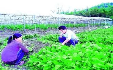 2024年基层农技培训总结7篇