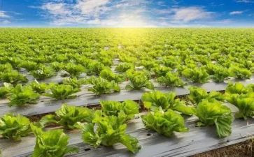农业年终工作总结范文6篇